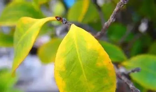 梔子花樹葉變黃的原因